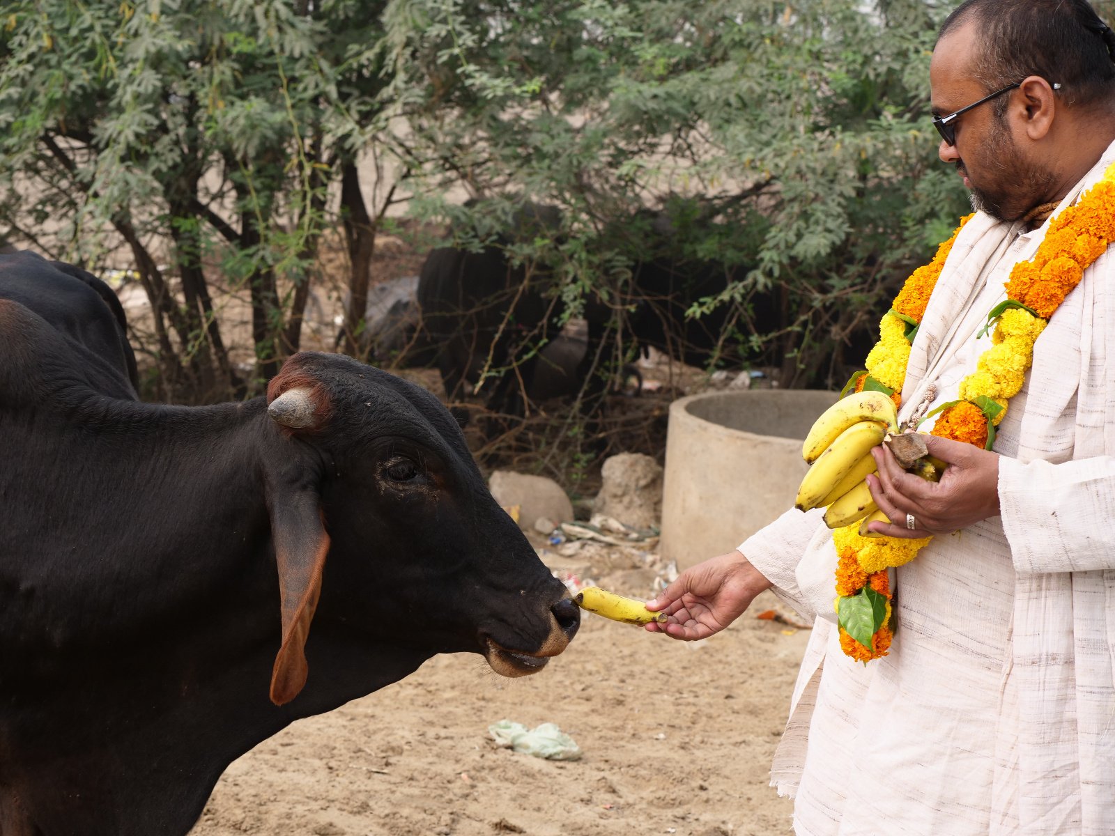  149 Gopashtami Radha kunda Govardhan 19.11.04